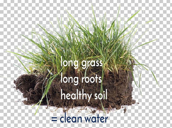 Soil Stock Photography Root PNG, Clipart, Chrysopogon Zizanioides, Commodity, Drawing, Flowerpot, Getty Images Free PNG Download