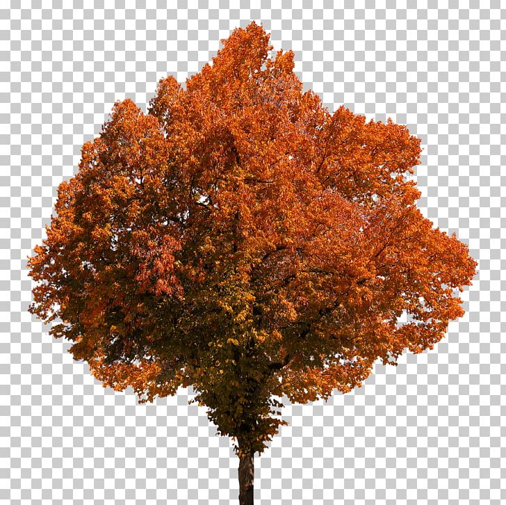 Autumn Tree PNG, Clipart, Nature, Trees Free PNG Download