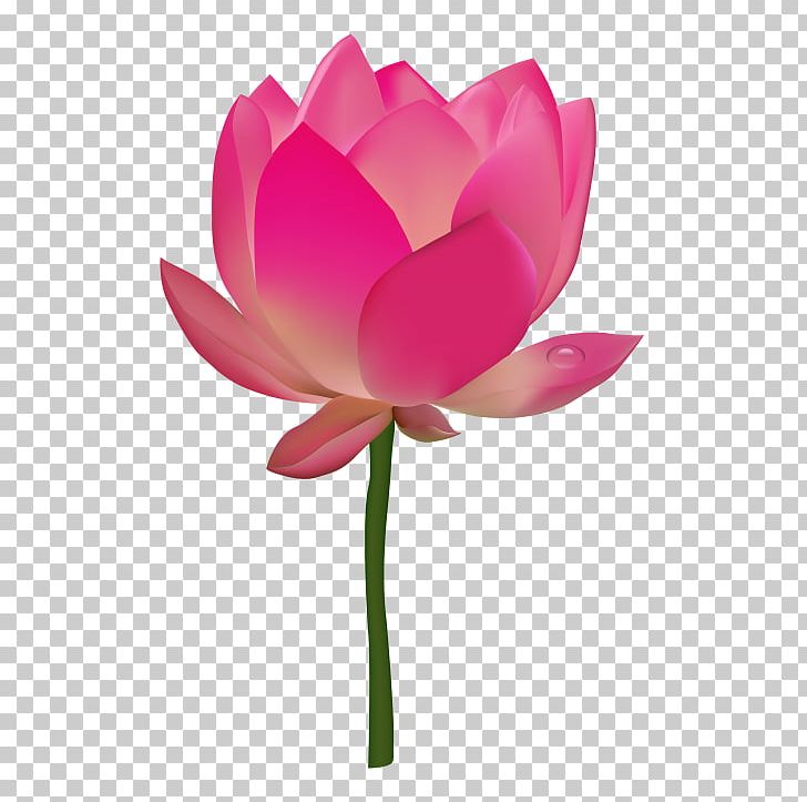 Nelumbo Nucifera Egyptian Lotus Desktop PNG, Clipart, Aquatic Plant, Cut Flowers, Display Resolution, Egyptian, Egyptian Lotus Free PNG Download