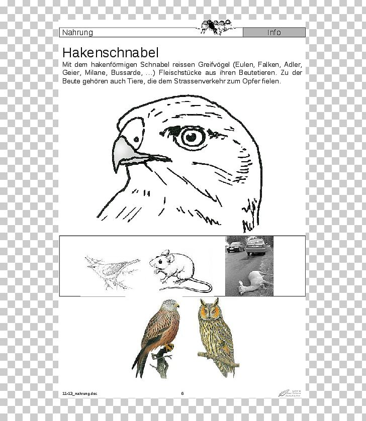 Owl Beak Bird Of Prey PNG, Clipart, Angle, Area, Art, Artwork, Beak Free PNG Download