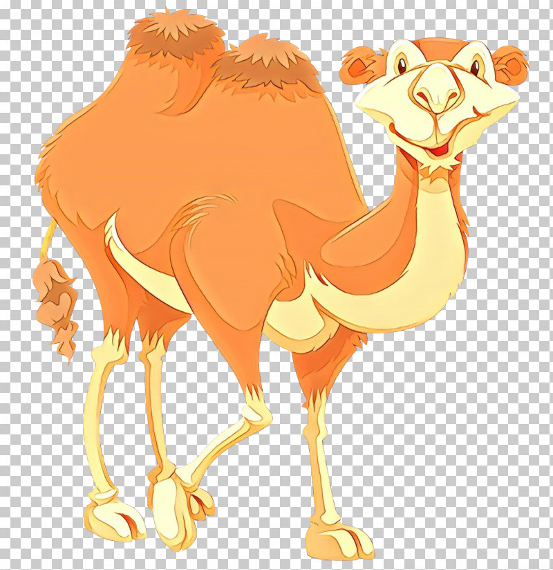 Camel Arabian Camel Camelid Ostrich Bactrian Camel PNG, Clipart, Arabian Camel, Bactrian Camel, Camel, Camelid, Fawn Free PNG Download