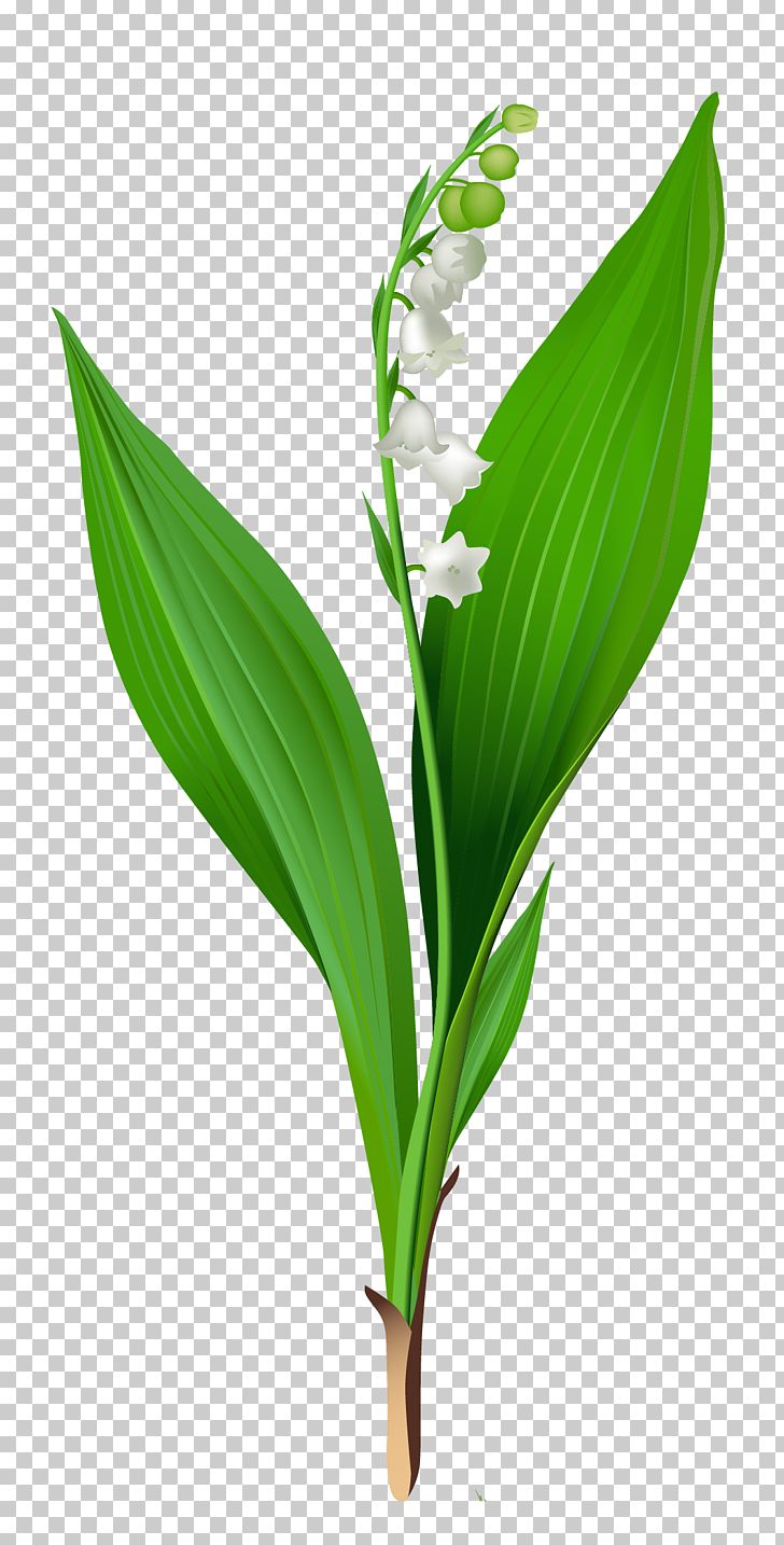 Lily Of The Valley Arum-lily Flower PNG, Clipart, Arum Lily, Clipart, Clip Art, Crocus Vernus, Daylily Free PNG Download