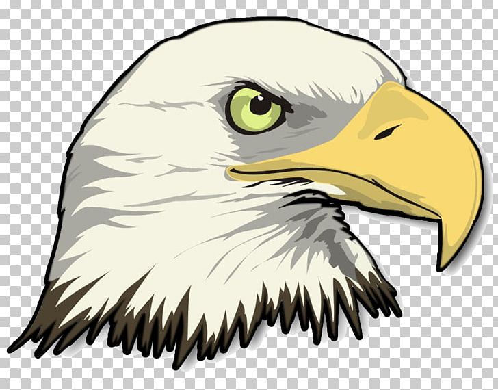 Bald Eagle Drawing PNG, Clipart, Accipitriformes, Animals, Art, Bald, Bald Eagle Free PNG Download
