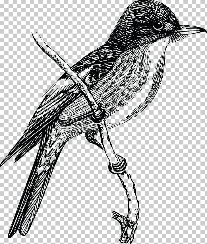 Bird Drawing PNG, Clipart, Animals, Art, Beak, Bird, Black And White Free PNG Download