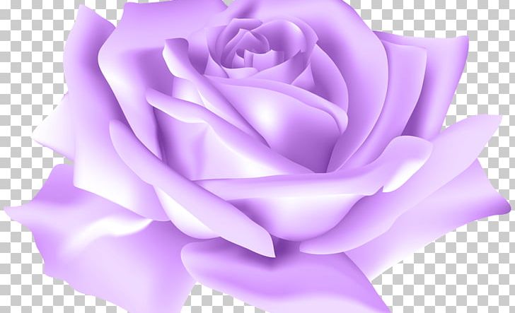 Blue Rose Portable Network Graphics Flower Garden Roses PNG, Clipart, Beach Rose, Blue, Blue Rose, Closeup, Color Free PNG Download