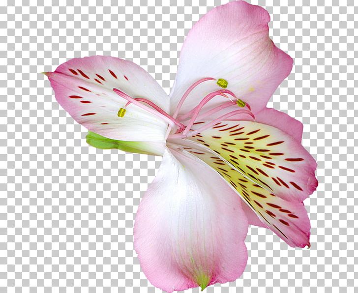 Flower Arum-lily Madonna Lily Lily 'Stargazer' PNG, Clipart,  Free PNG Download
