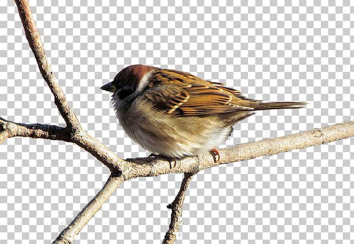 House Sparrow American Sparrows Animal Moineau PNG, Clipart, American Sparrows, Animal, Animals, Beak, Bird Free PNG Download