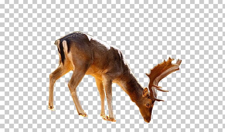 Reindeer Pxe8re Davids Deer Crows PNG, Clipart, Animal, Animals, Antler, Bird, Cartoon Free PNG Download