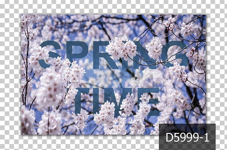 Spring MercuryFlooring ST.AU.150 MIN.V.UNC.NR AD Printemps Cherry Blossom PNG, Clipart, Augustus, Blossom, Blue, Cherry Blossom, Color Free PNG Download
