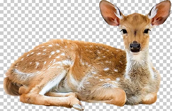 White-tailed Deer Puppy Pug PNG, Clipart, Animal, Animals, Cuteness, Deer, Dog Free PNG Download