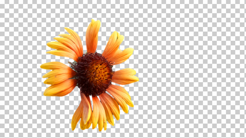 Computer Transvaal Daisy Petal Orange S.a. PNG, Clipart, Computer, M, Orange Sa, Petal, Transvaal Daisy Free PNG Download