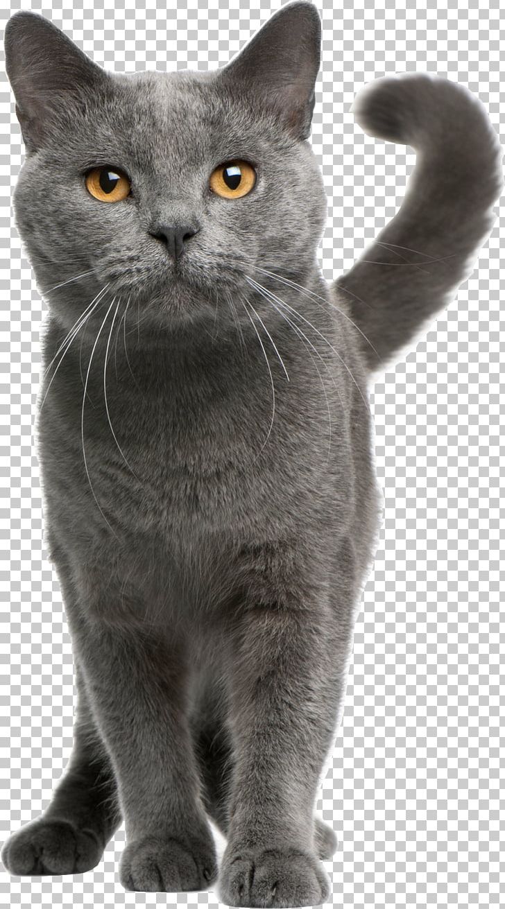 Chartreux Russian Blue British Shorthair Exotic Shorthair Persian Cat PNG, Clipart, American Wirehair, Animals, Carnivoran, Cat Like Mammal, European Shorthair Free PNG Download