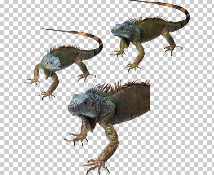 Common Iguanas Dragon Lizards Reptile Chameleons PNG, Clipart, Agamidae, Animal, Animals, Chameleons, Common Iguanas Free PNG Download