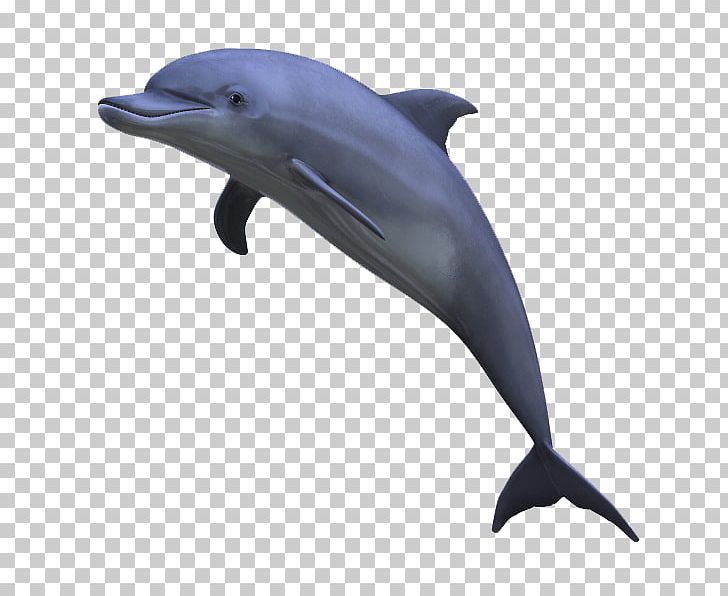 Dolphin Display Resolution PNG, Clipart, 3d Computer Graphics, Animals, Computer Icons, Desktop Wallpaper, Fauna Free PNG Download