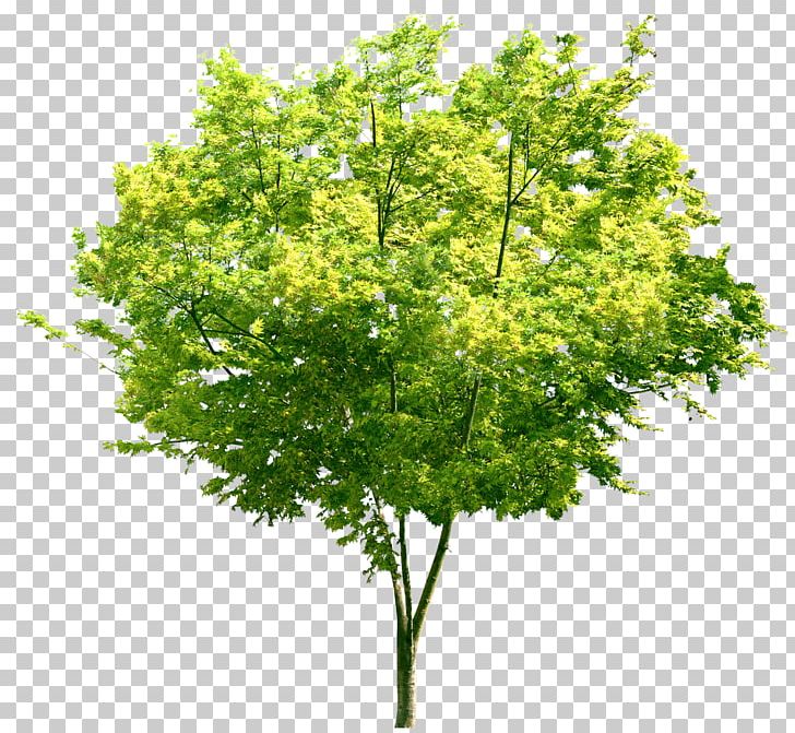 Tree Tata Technologies Building PNG, Clipart, Agac, Architectural Engineering, Architecture, Branch, Building Free PNG Download