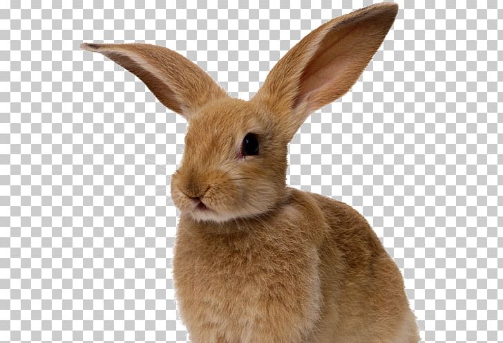 Cottontail Rabbit Desktop PNG, Clipart, Animals, Desktop Wallpaper, Encapsulated Postscript, Fauna, Hare Free PNG Download
