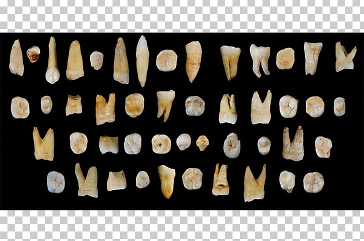 Early Human Migrations Fuyan Cave Human Tooth Human Evolution Recent African Origin Of Modern Humans PNG, Clipart, Anatomically Modern Human, Canine Tooth, China, Early Human Migrations, Fossil Free PNG Download