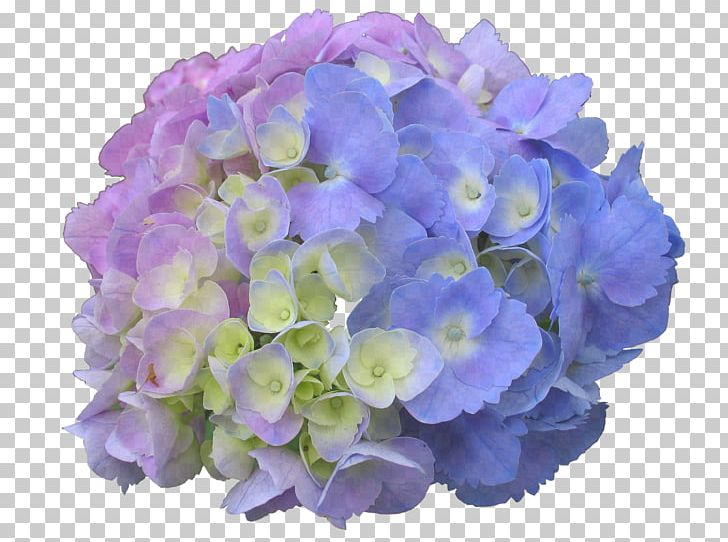 French Hydrangea Panicled Hydrangea Flower Garden Dear Spring PNG, Clipart, Annual Plant, Blue, Color, Cornales, Cut Flowers Free PNG Download