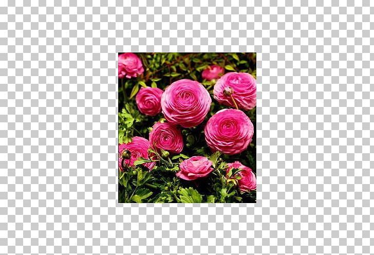 Garden Roses Ranunculus Asiaticus Cut Flowers Floribunda PNG, Clipart, Bulb, Buttercup, Centifolia Roses, Cut Flowers, Floral Design Free PNG Download