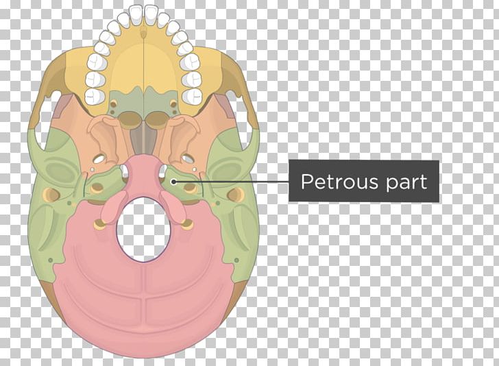 Pterygoid Processes Of The Sphenoid Sphenoid Bone Medial Pterygoid Muscle Lateral Pterygoid Muscle PNG, Clipart, Anatomy, Bone, Fantasy, Greater Wing Of Sphenoid Bone, Human Anatomy Free PNG Download