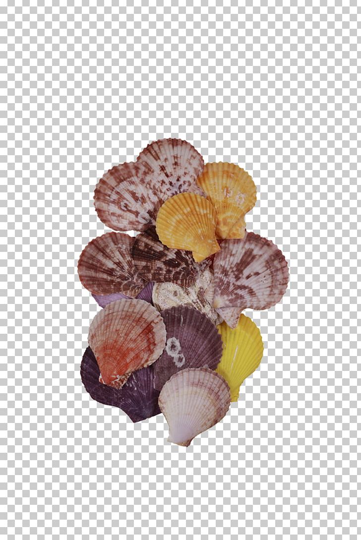 Seashell Pecten Abalone Clam Iridescence PNG, Clipart, Abalone, Animals, Clam, Cockle, Color Free PNG Download