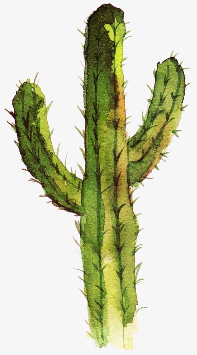 Watercolor Cactus PNG, Clipart, Cactus, Cactus, Cactus Clipart, Flowering, Flowering Cactus Free PNG Download