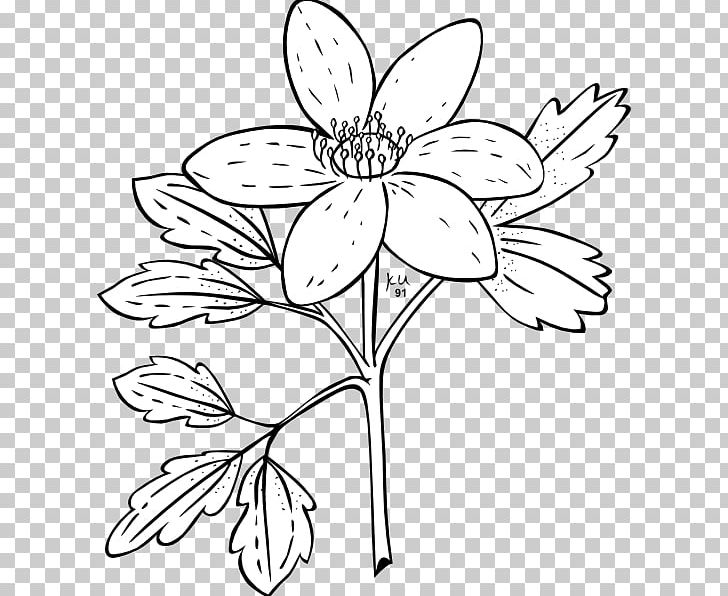 Anemone Nemorosa Anemone Canadensis Plant Flower PNG, Clipart, Anemone Canadensis, Anemone Cliparts, Anemone Nemorosa, Area, Artwork Free PNG Download