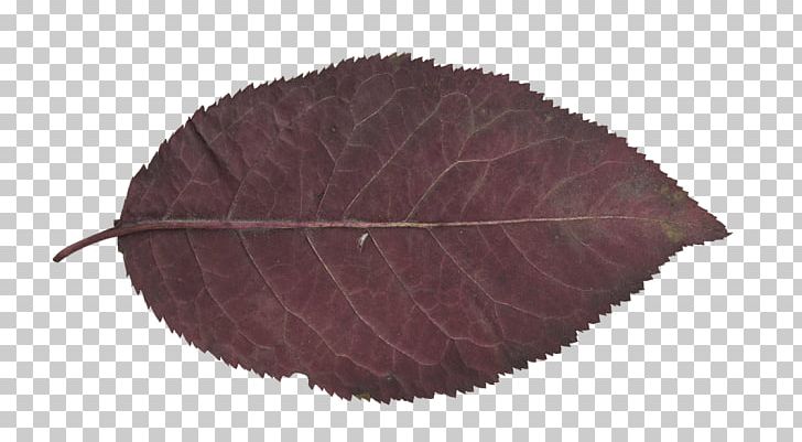 Leaf PNG, Clipart, Alpha, Isolated, Leaf, Mask, Plant Free PNG Download