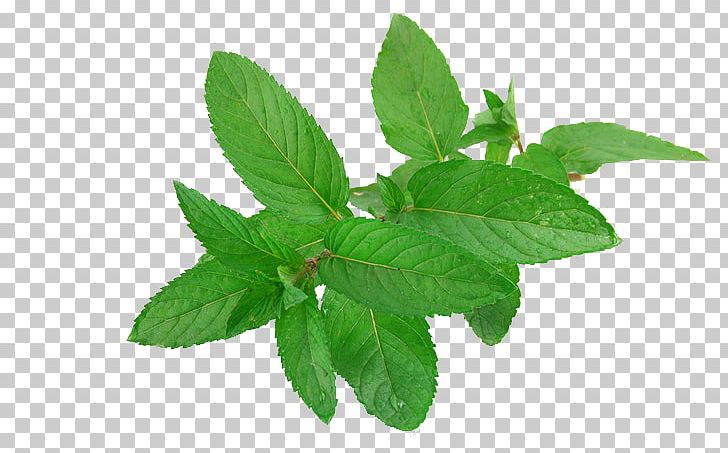 Mentha Spicata Human Skin Face Irritation PNG, Clipart, Acne, Face, Food, Food Drinks, Free Download Free PNG Download