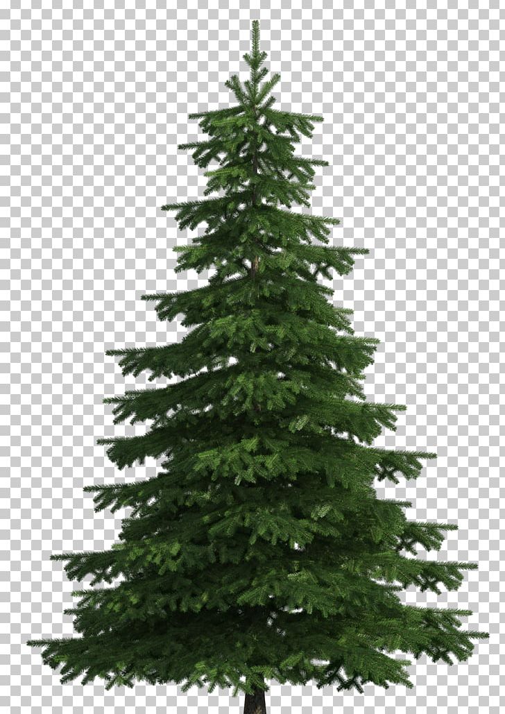 Sugar Pine Scots Pine Balsam Fir Tree PNG, Clipart, Balsam Fir, Branch, Christmas Decoration, Christmas Ornament, Christmas Tree Free PNG Download