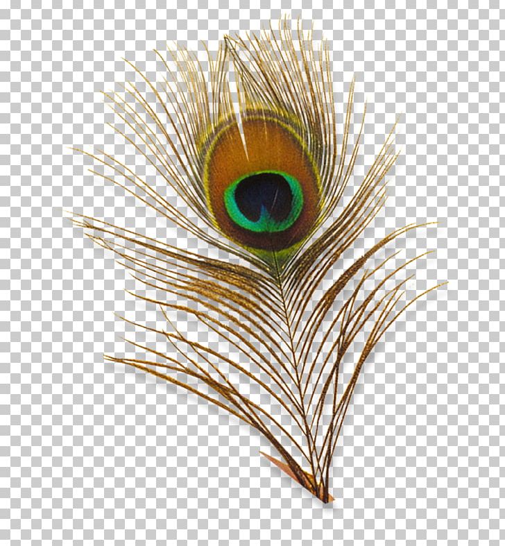 Bird Feather Peafowl PNG, Clipart, Animals, Animation, Bbcode, Bird, Closeup Free PNG Download