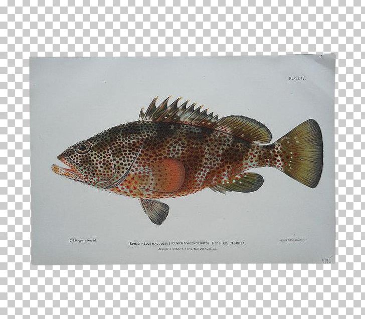 Fauna Perch Fish PNG, Clipart, Fauna, Fish, Grouper, Hind, Organism Free PNG Download