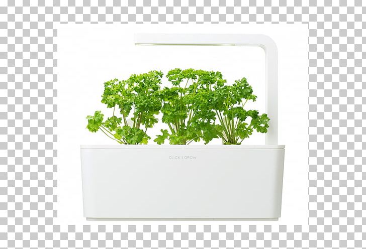 Parsley Herb Garden Hydroponics Flowerpot PNG, Clipart, Agriculture, Estonia, Flowerpot, Food, Garden Free PNG Download