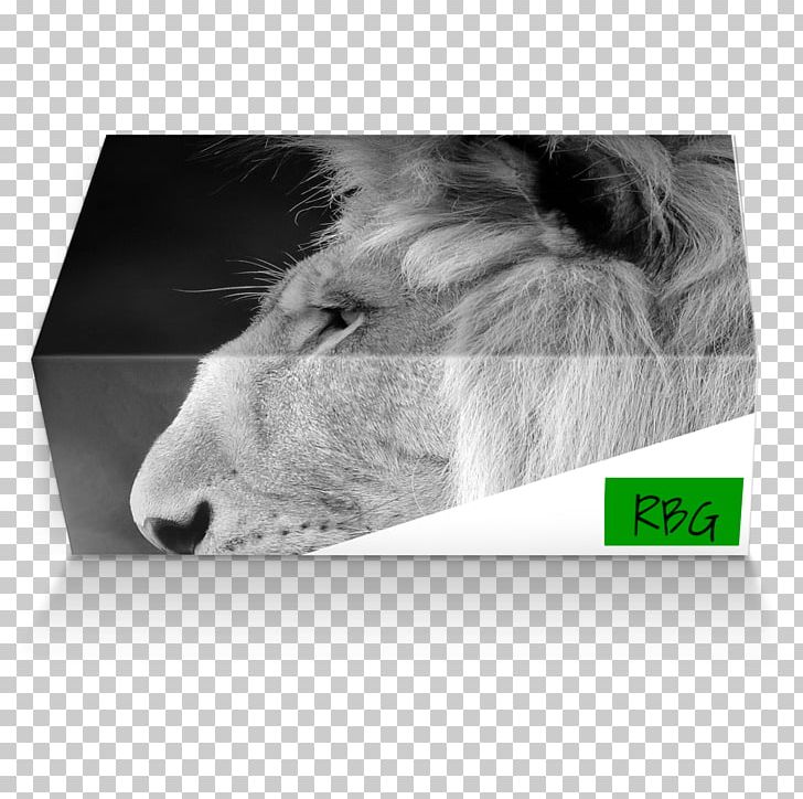 Whiskers Snout Brand Rectangle PNG, Clipart, Big Cats, Black And White, Brand, Carnivoran, Cat Like Mammal Free PNG Download
