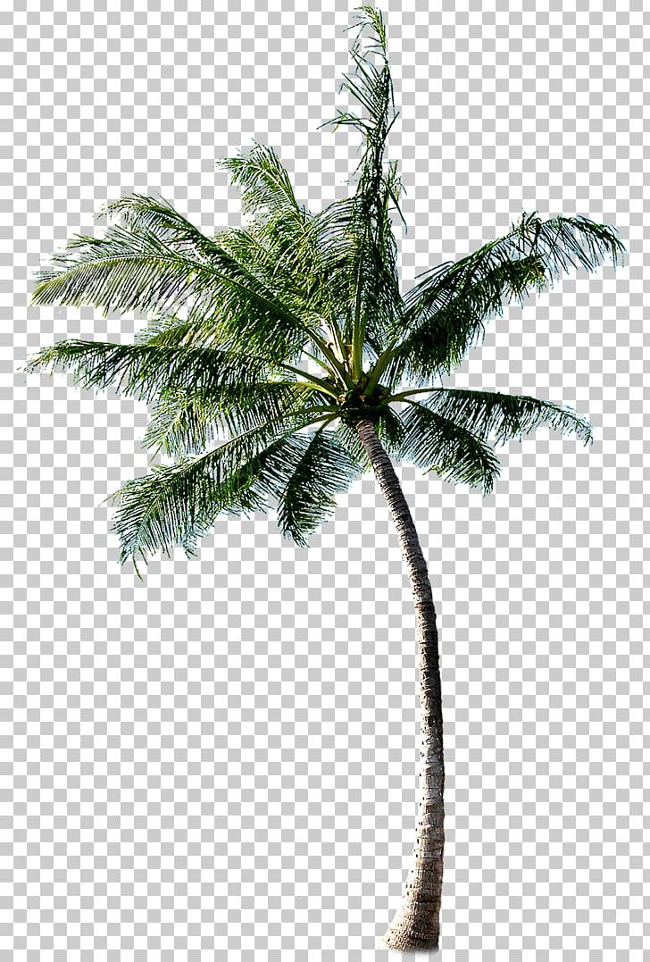 Cachaxe7a Coconut Tree PNG, Clipart, Accommodation, Arecales, Autumn Tree, Beach, Building Free PNG Download
