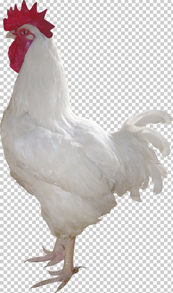 Chicken Rooster Poultry Duck White PNG, Clipart, Animal, Animals, Beak, Bird, Black And White Free PNG Download