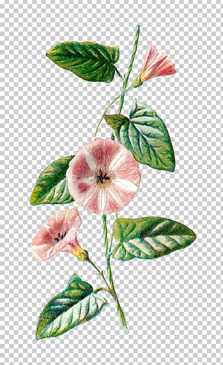 Familiar Wild Flowers Field Bindweed Plant Botany PNG, Clipart, Artwork, Bindweed, Botanical, Botanist, Botany Free PNG Download