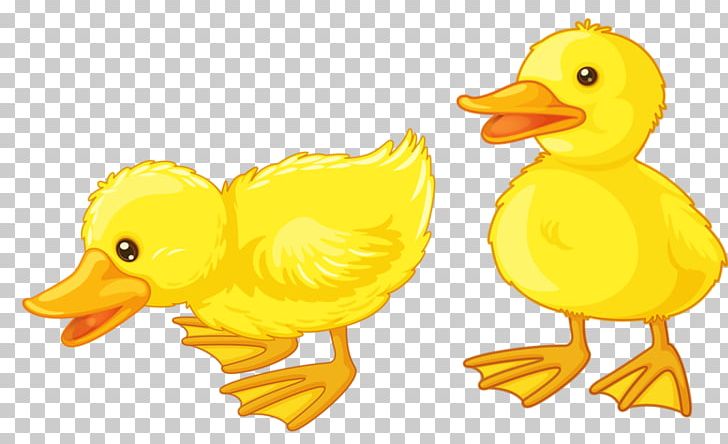 Baby Ducks American Pekin PNG, Clipart, Animals, Baby Ducks, Beak, Bird, Cartoon Free PNG Download