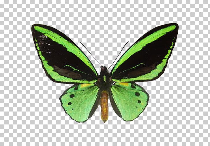 Brush-footed Butterflies Butterfly Ornithoptera Priamus Paradise Birdwing PNG, Clipart,  Free PNG Download