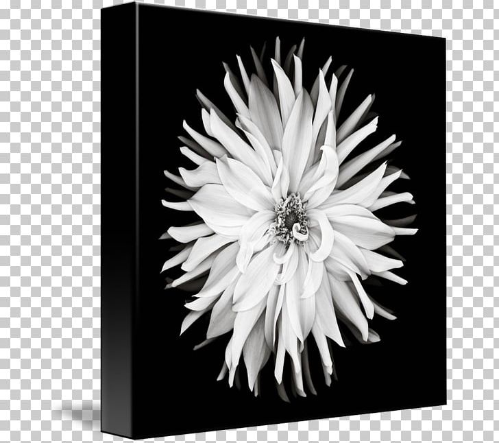Black And White Monochrome Photography PNG, Clipart, Chrysanths, Dahlia, Dahlia Watercolor, Daisy Family, Flora Free PNG Download