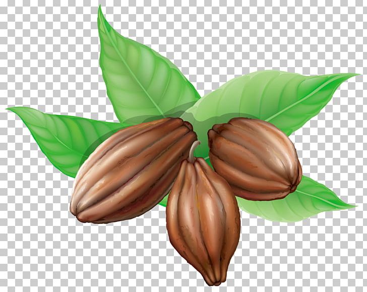 Cocoa Bean Theobroma Cacao PNG, Clipart, Bean, Beans, Chocolate, Clipart, Clip Art Free PNG Download