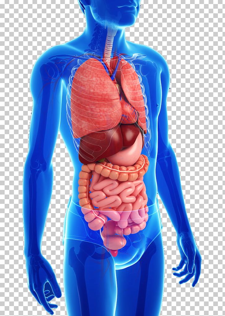 Gastrointestinal Tract Anatomy Human Digestive System Gastrointestinal Disease Human Body PNG, Clipart, Abdomen, Anatomy, Android, Circulatory System, Digestion Free PNG Download
