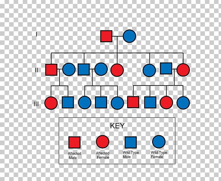 Pedigree Chart Dominance Genetics PNG, Clipart, Area, Autosome, Chart, Chromosome, Diagram Free PNG Download