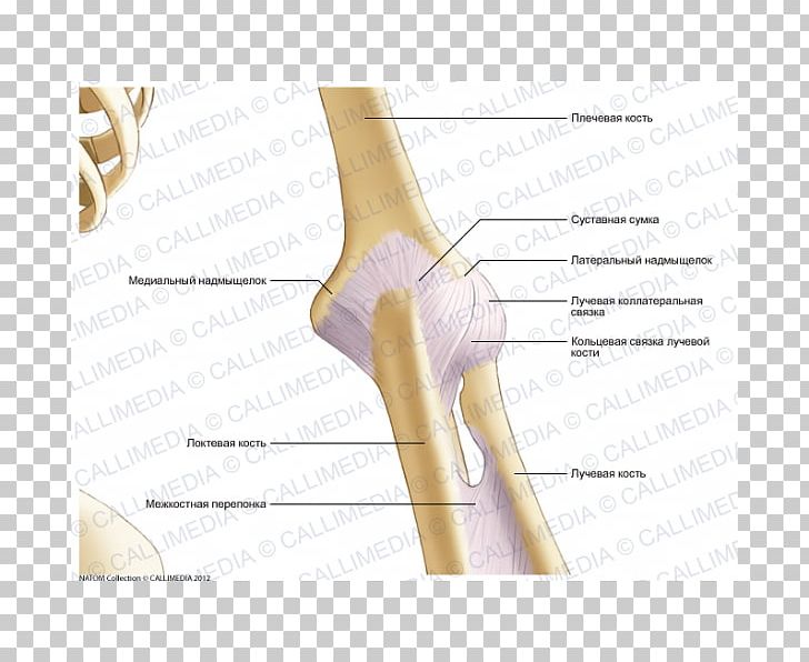 Thumb Elbow Joint Capsule Knee PNG, Clipart, Abdomen, Anatomy, Angle, Arm, Bone Free PNG Download