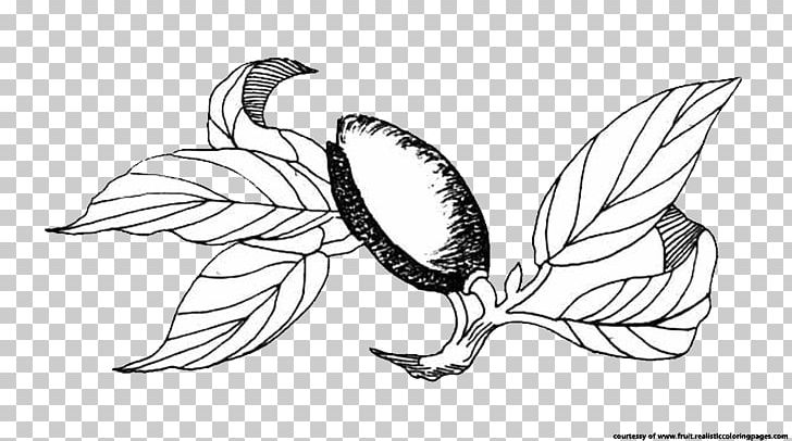 Drawing Line Art PNG, Clipart, Almond, Art, Artwork, Bird, Black And White Free PNG Download