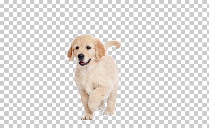 Golden Retriever Puppy Dog Breed Labrador Retriever Companion Dog PNG, Clipart, Animal, Breed Group Dog, Carnivoran, Cat, Companion Dog Free PNG Download