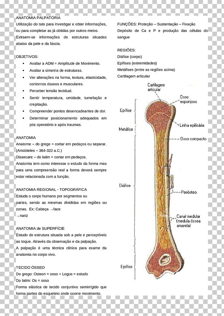 Joint Bone Tissue PNG, Clipart, Art, Bone, Joint, Tissue Free PNG Download