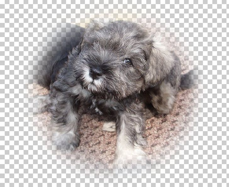 Miniature Schnauzer Schnoodle Standard Schnauzer Glen Tibetan Terrier PNG, Clipart, Bolonka, Breed, Carnivoran, Companion Dog, Dog Free PNG Download