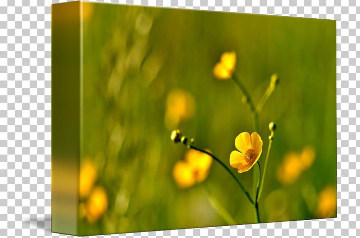 Stock Photography Yellow PNG, Clipart, Computer, Computer Wallpaper, Desktop Wallpaper, Flower, Grass Free PNG Download