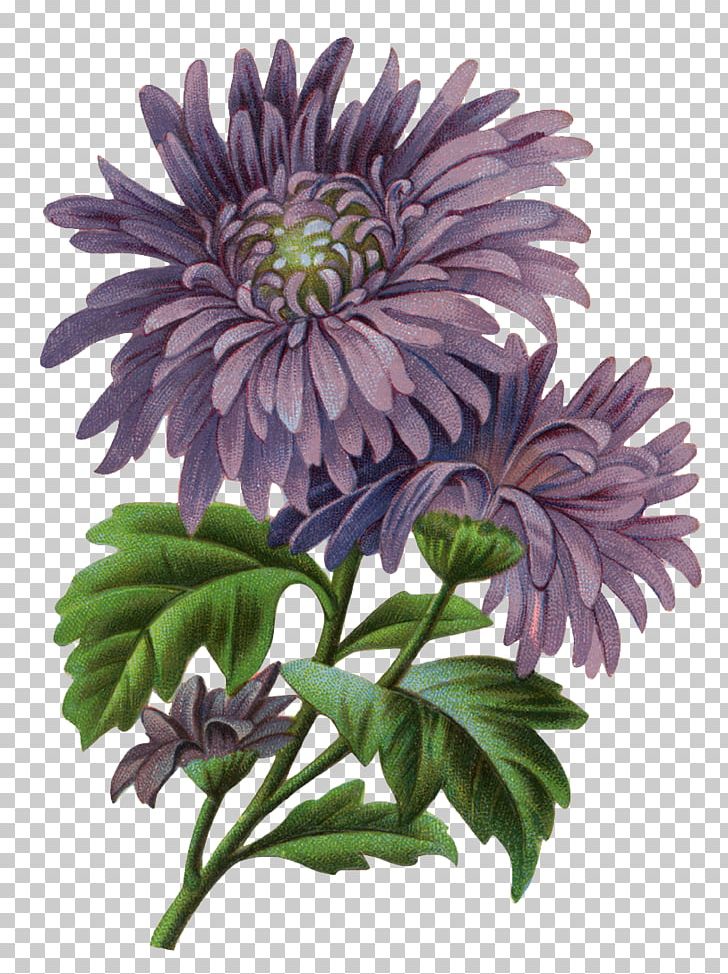 Victorian Era Decoupage Photography Art PNG, Clipart, Annual Plant, Art, Aster, Chrysanths, Cut Flowers Free PNG Download